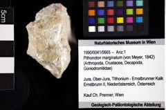 Foto (Objket + Etiketten) von Pithonoton marginatum (von Meyer, 1842) 